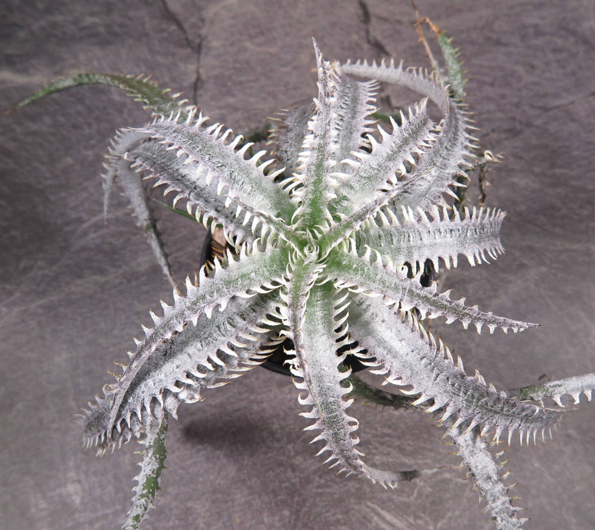 ディッキア ☆ Dyckia Nagas Hybrid PS#03 ☆ Sueb Hybrid