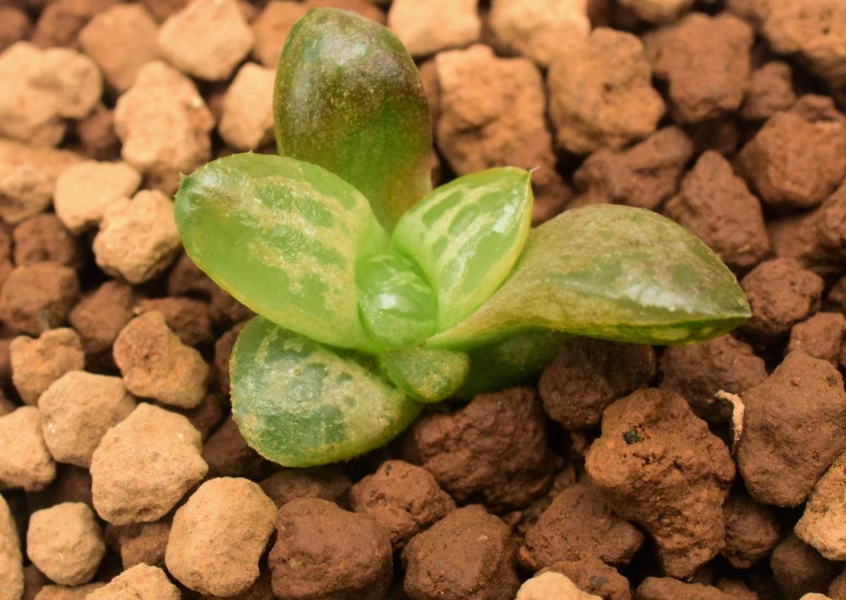 多肉植物　ハオルチア　蛙玉 Yahoo!オークション Haworthia 多肉植物 □[W026]蛙玉多肉植物