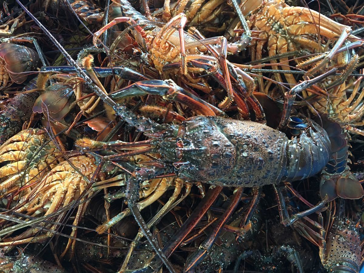 活〆冷凍伊勢海老　合計5kg 8尾/600g~700g 高知県産