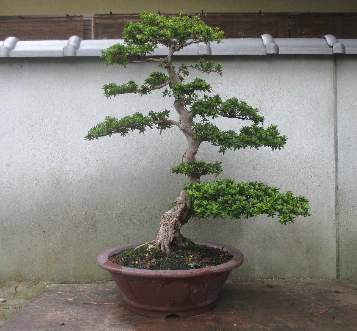 盆栽 サツキ 涼風 さつき盆栽 遊恵盆栽 : indicum Rhododendron さつき