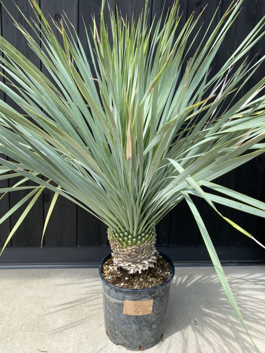 ユッカロストラータ」の人気商品一覧・価格比較 - 価格.com yucca