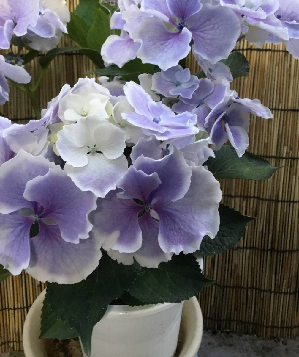 園芸ネット本店｜[春の鉢花予約]アジサイ：月虹（ゲッコウ 紫陽花鉢