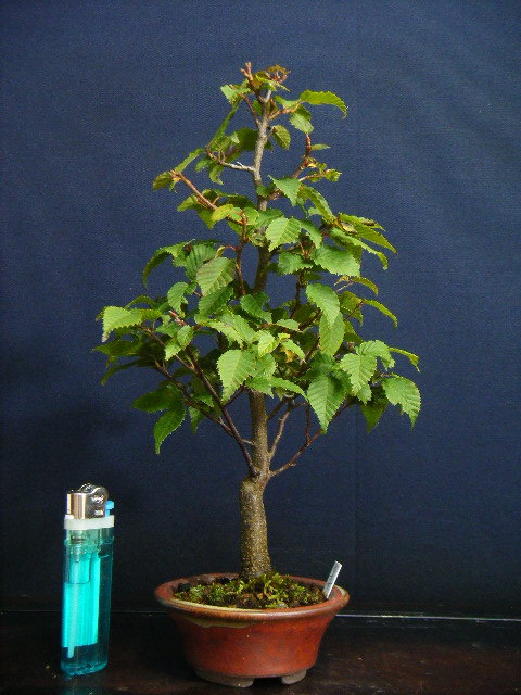 赤目ソロ 小品盆栽用素材 傷のない薄模様木仕立て 古木 盆栽素材 雑木盆栽 ソロ 落葉樹 盆栽 売買されたオークション情報 Yahooの商品情報をアーカイブ公開 オークファン Aucfan Com