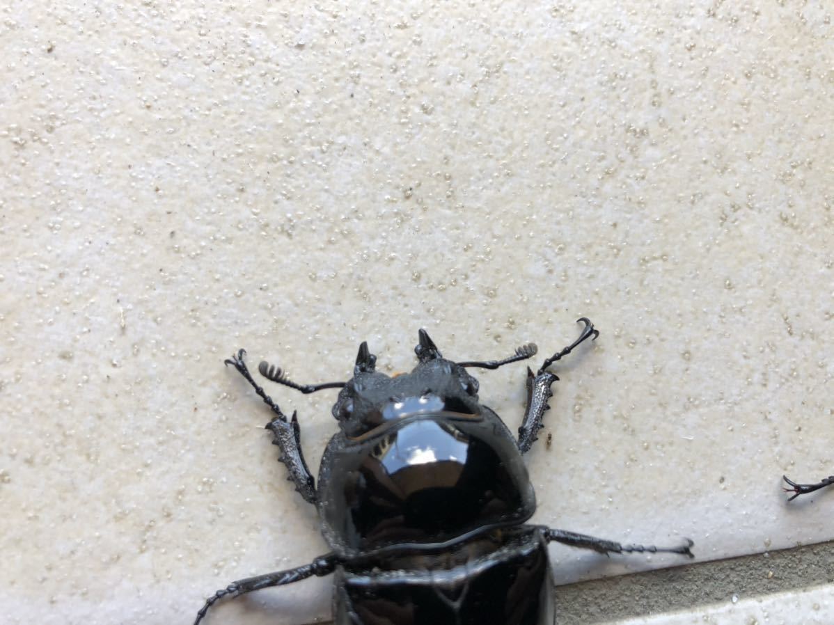 タランドゥスオオツヤクワガタ メス タランドゥスオオツヤクワガタメス