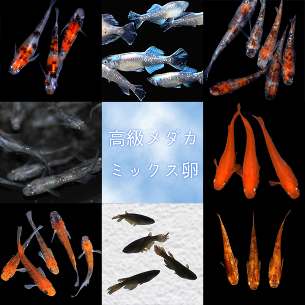 早朝終了 高級メダカ 8品種 有精卵 ミックス 50個 A 送料210円 北めだか 1010 めだか 売買されたオークション情報 Yahooの商品情報をアーカイブ公開 オークファン Aucfan Com