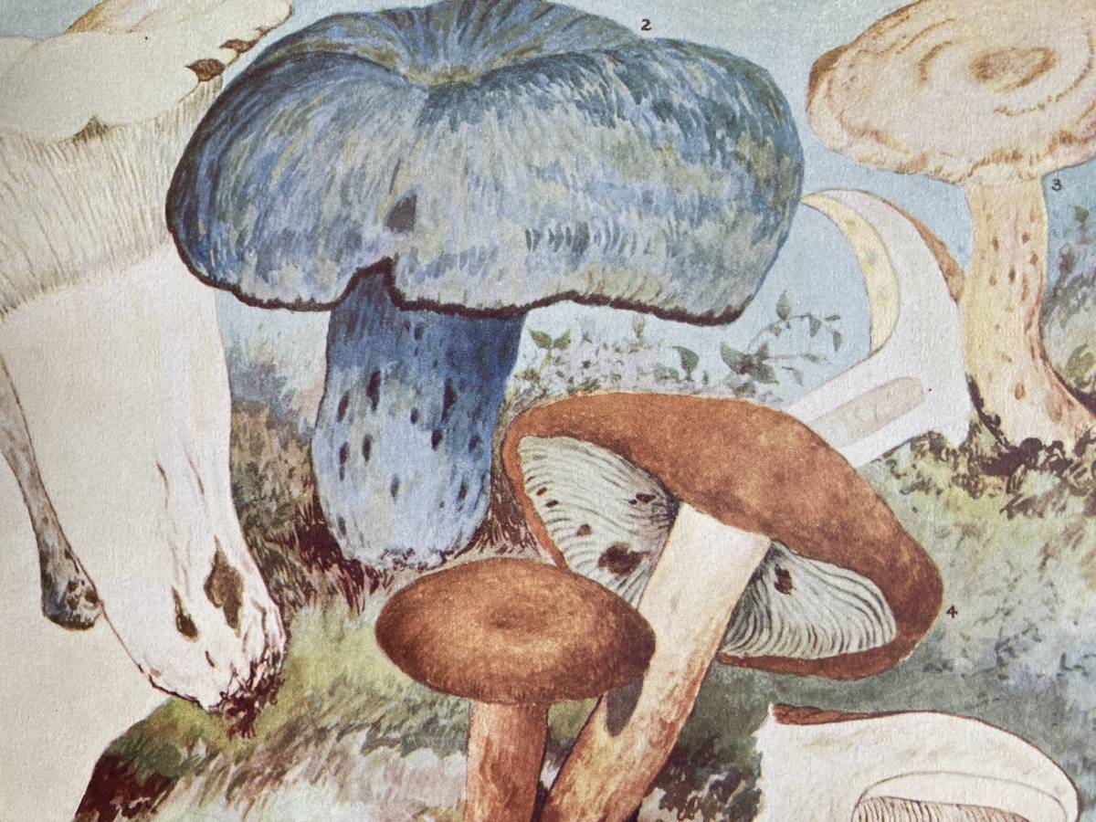 1918年頃のアメリカの食用キノコのカラーイラスト Etsy 日本 お買い得