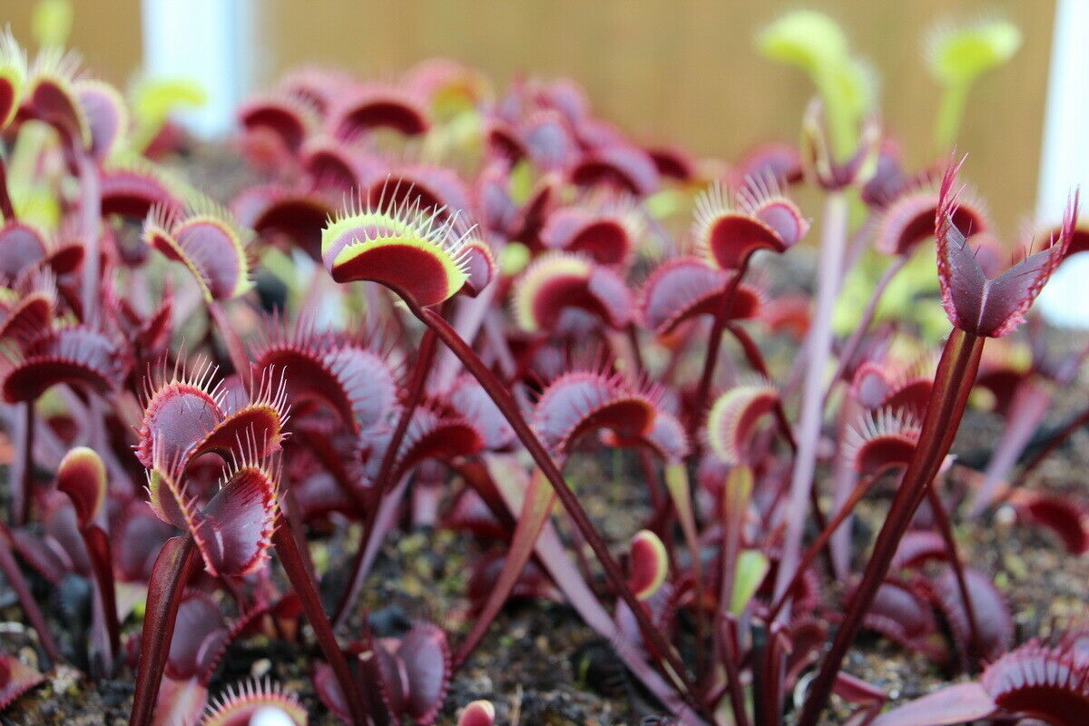 ハエトリグサ Dragon Flytrap 赤色ハエトリグサ 種子 10 粒 食虫植物 種 売買されたオークション情報 Yahooの商品情報をアーカイブ公開 オークファン Aucfan Com