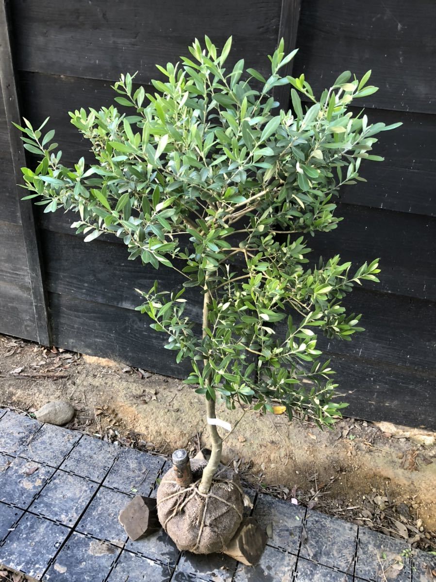 2 オリーブの木 レッチーノ 【公式通販】
