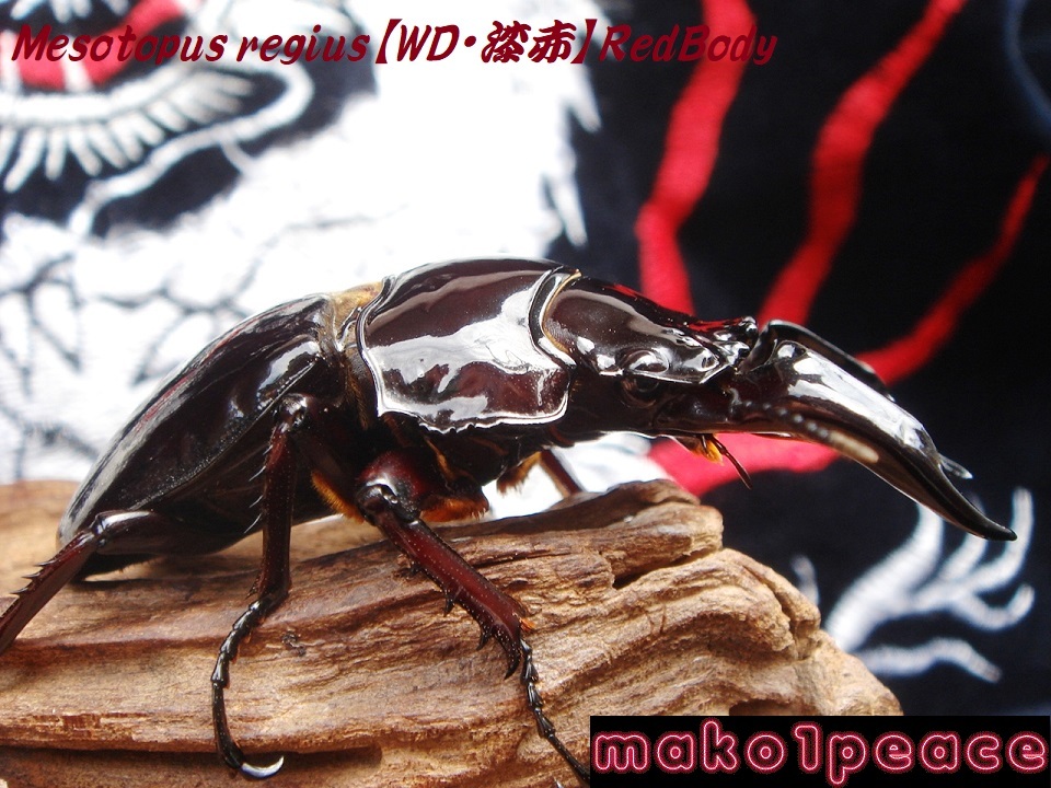 レギウス デビルレッド級 漆赤・赤茶目ultraRedBody&RedteaEye