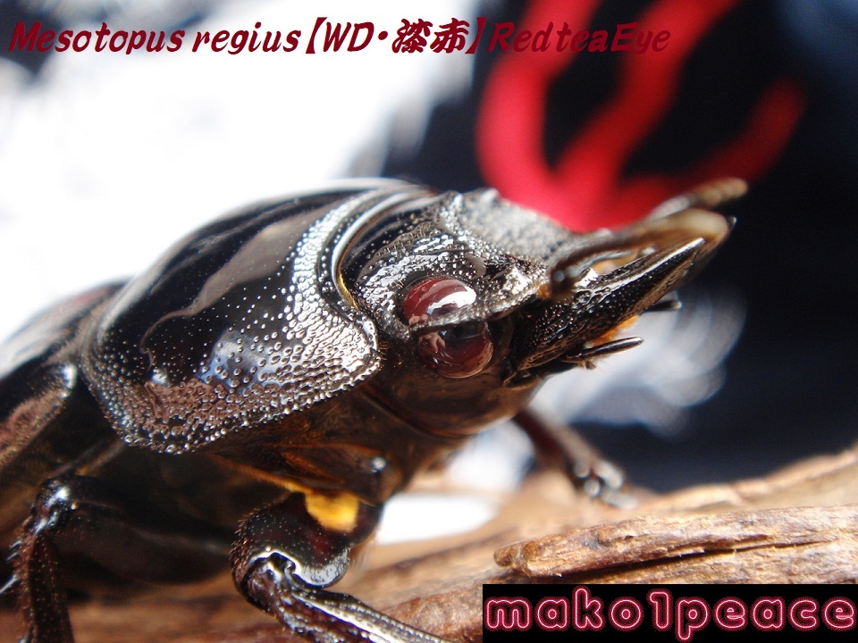 レギウス デビルレッド級 漆赤・赤茶目ultraRedBody&RedteaEye レギウス デビルレッド級 漆赤・赤茶目ultraRedBody&RedteaEye