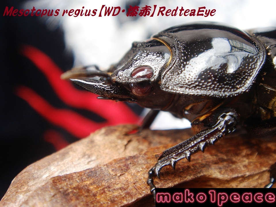 レギウス デビルレッド級 漆赤・赤茶目ultraRedBody&RedteaEye