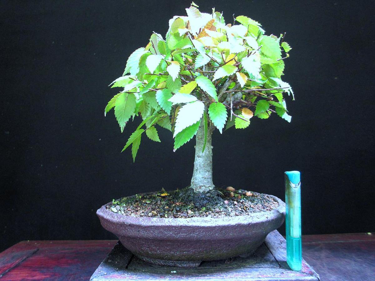 直幹 欅 福助 欅／ケヤキ 樹高54㎝ 太幹 箒作り 古樹 中品