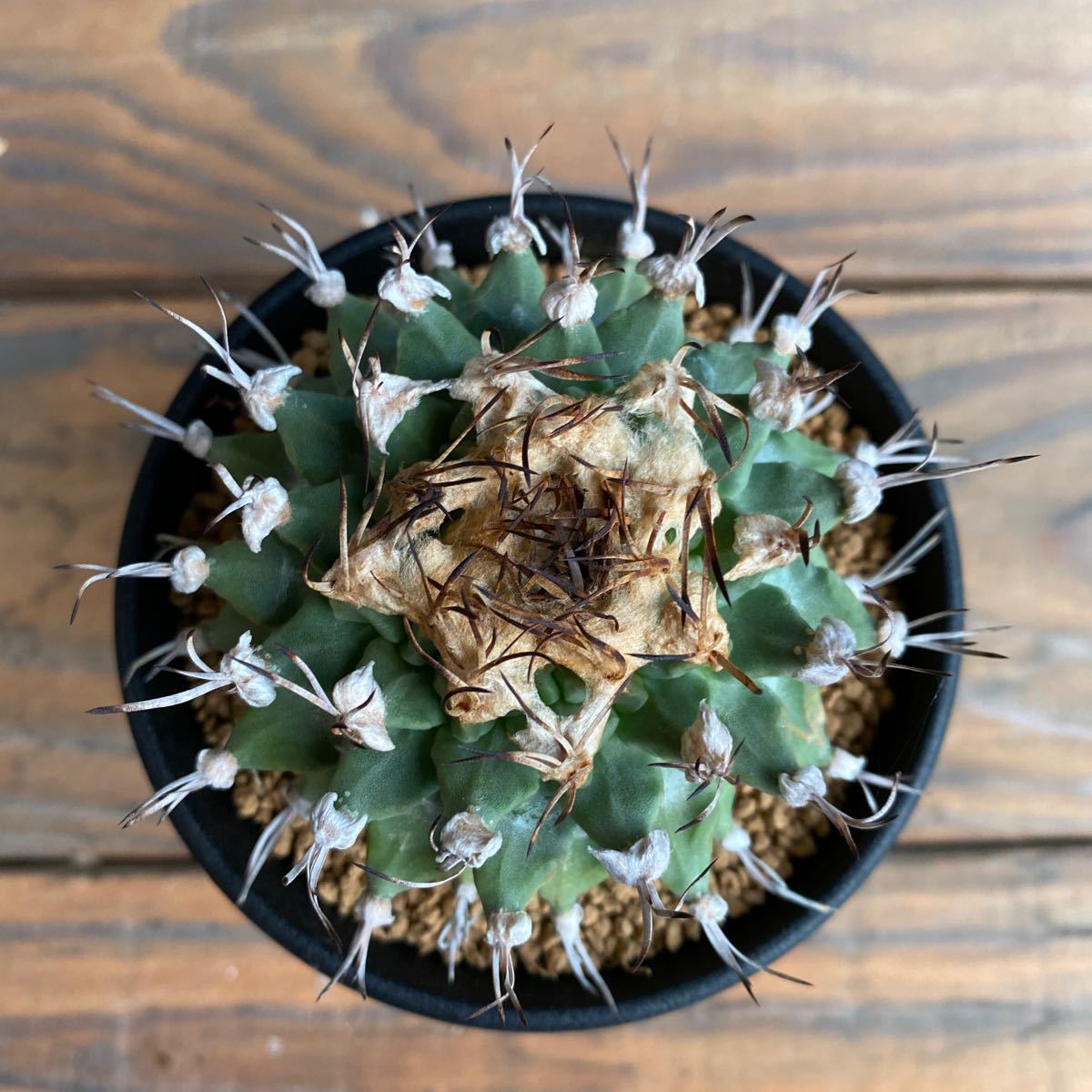 マクドガリー　カキコ　サボテン ○○サボテン マクドガリー Ortegocactus macdougallii カキコ 自根 ○○