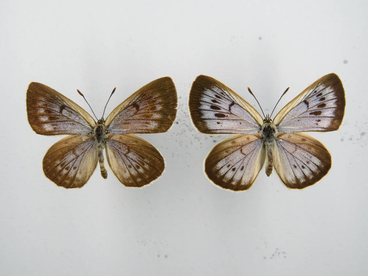 蝶の標本 オオゴマシジミ、ゴマシジミ類 オオゴマシジミ | 【標本ナビ