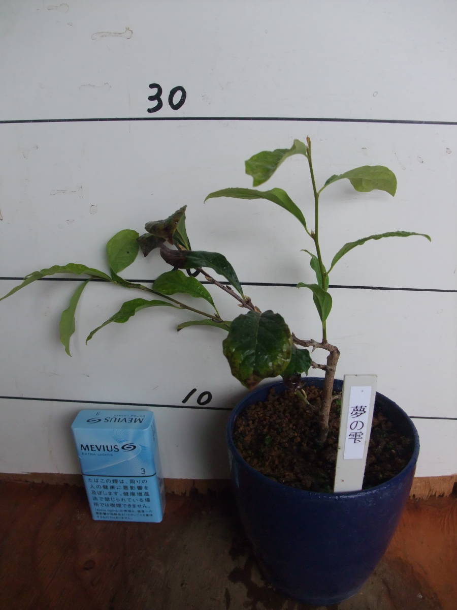 老爺柿 盆栽 夢の雫 樹高 約52cm ろうやがき Diospyros - 安い商品を