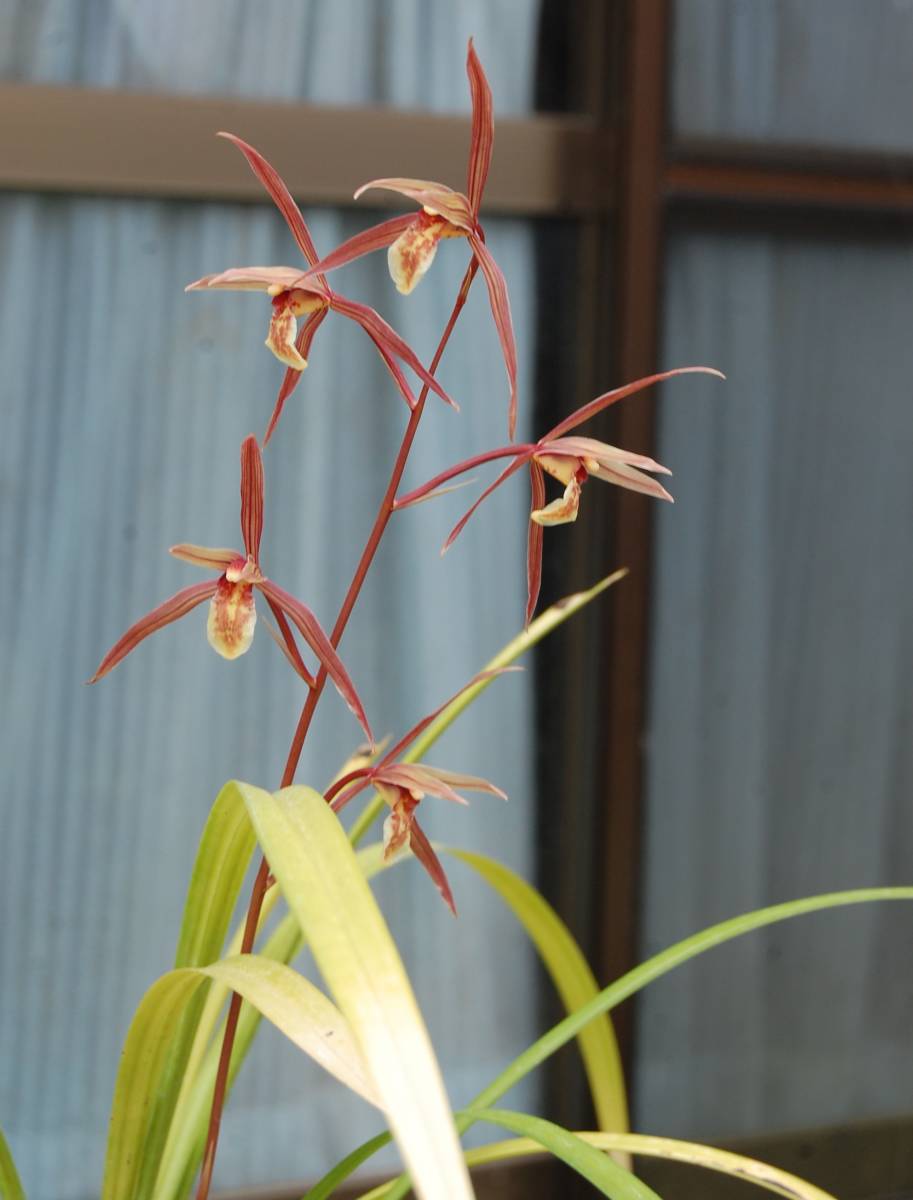 寒蘭⁄山野草販売東美園 - Yahoo!オークション 土佐寒蘭の値段と