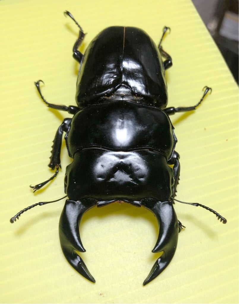 新成虫】 トカラ コクワガタ ／ 諏訪之瀬島 ◇ 1PA ◇ 採集禁止地域貴重種