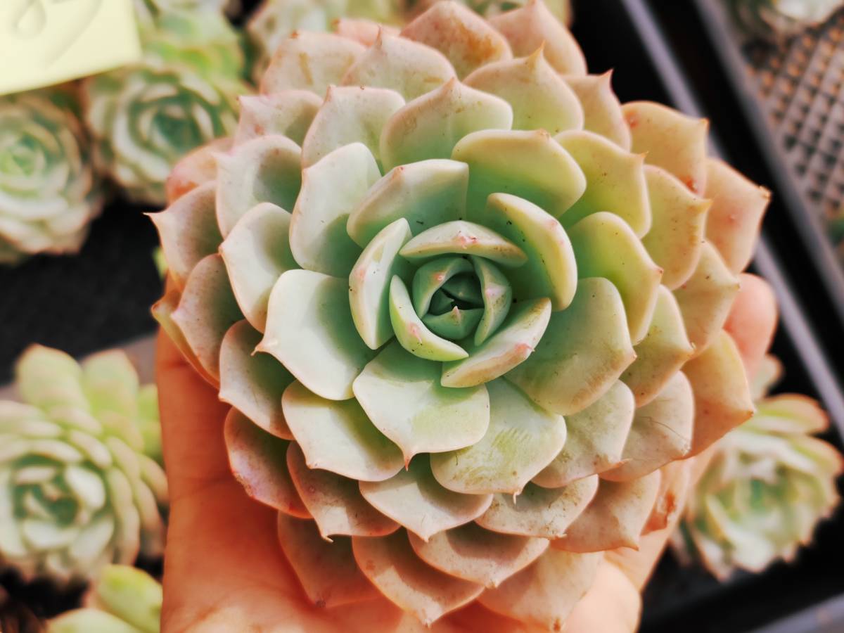 韓国多肉植物 韓国苗 エケベリアEcheveria 184 Snow Field 10個 (韓国