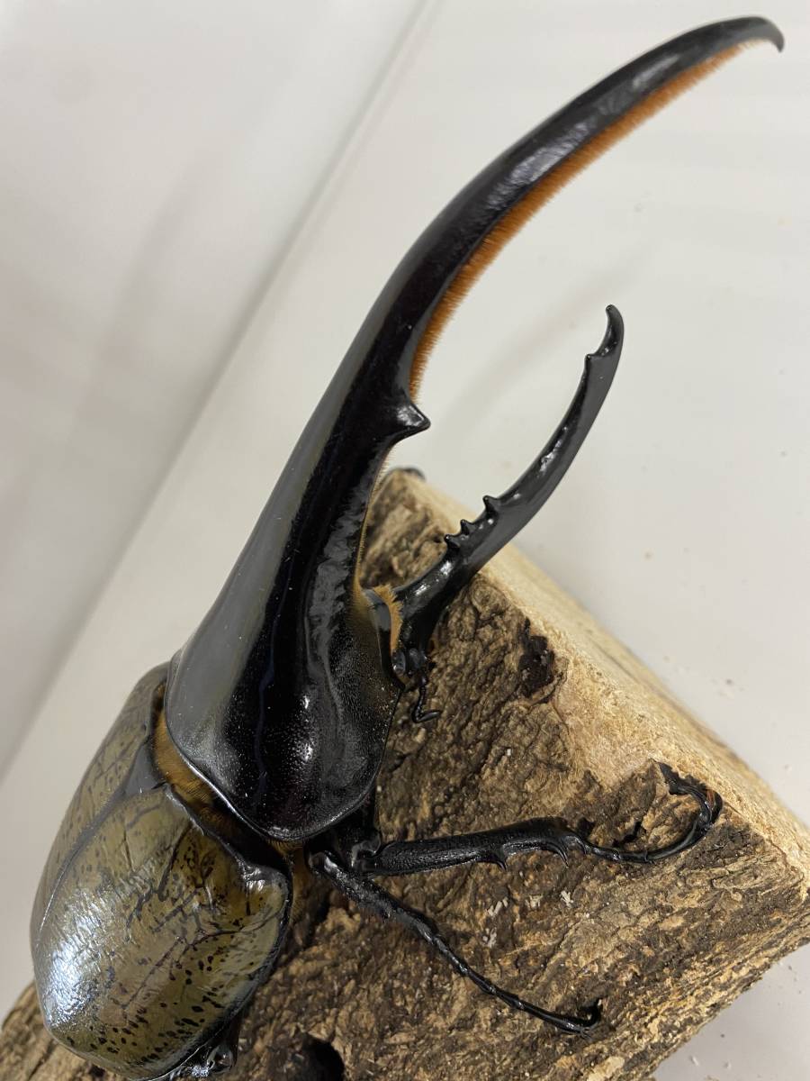 Chaser1106 ヘラクレスオオカブト 158mm 70mm ペア 外国産 売買されたオークション情報 Yahooの商品情報をアーカイブ公開 オークファン Aucfan Com