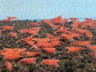 【品質保証，人気】 特価 レッドチェリーシュリンプ 100匹(ヌマエビ)｜売買されたオークション情報、yahooの商品情報をアーカイブ公開 - オークファン ヌマエビ