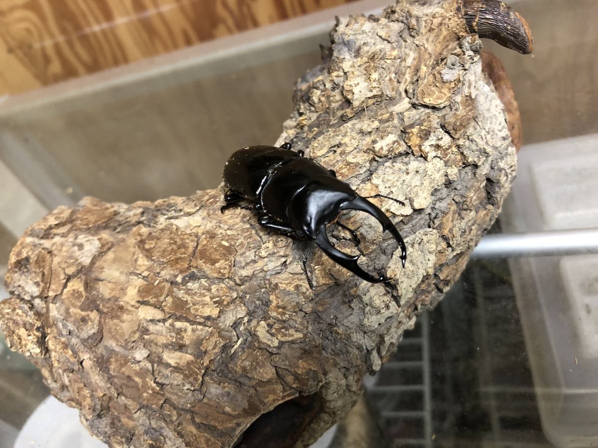 GATAKUN】 ネパレンシス（ネパールコクワ） ♂61mm♀42mmペア NO.1206