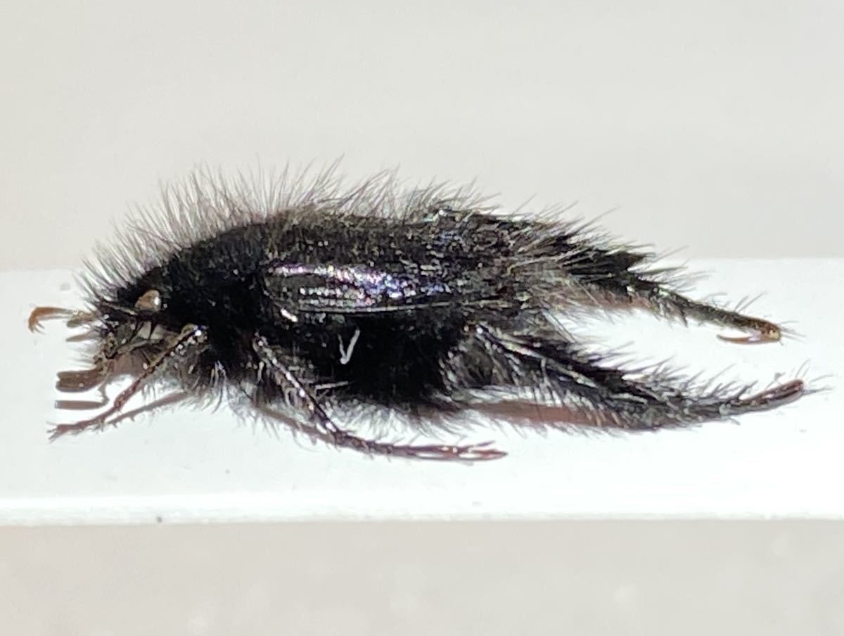 昆虫標本 中古◇現状渡し プラチナコガネ 標本 8mm毛むくじゃらの