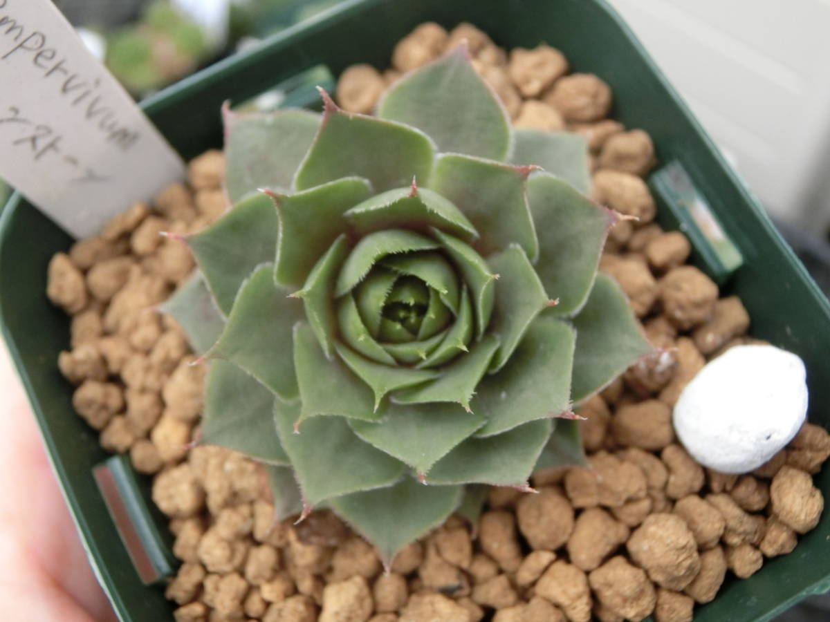 センペルビウム　コーンストーン センペル コーンストーン Sempervivum センペルビウム 3点以上 第4種