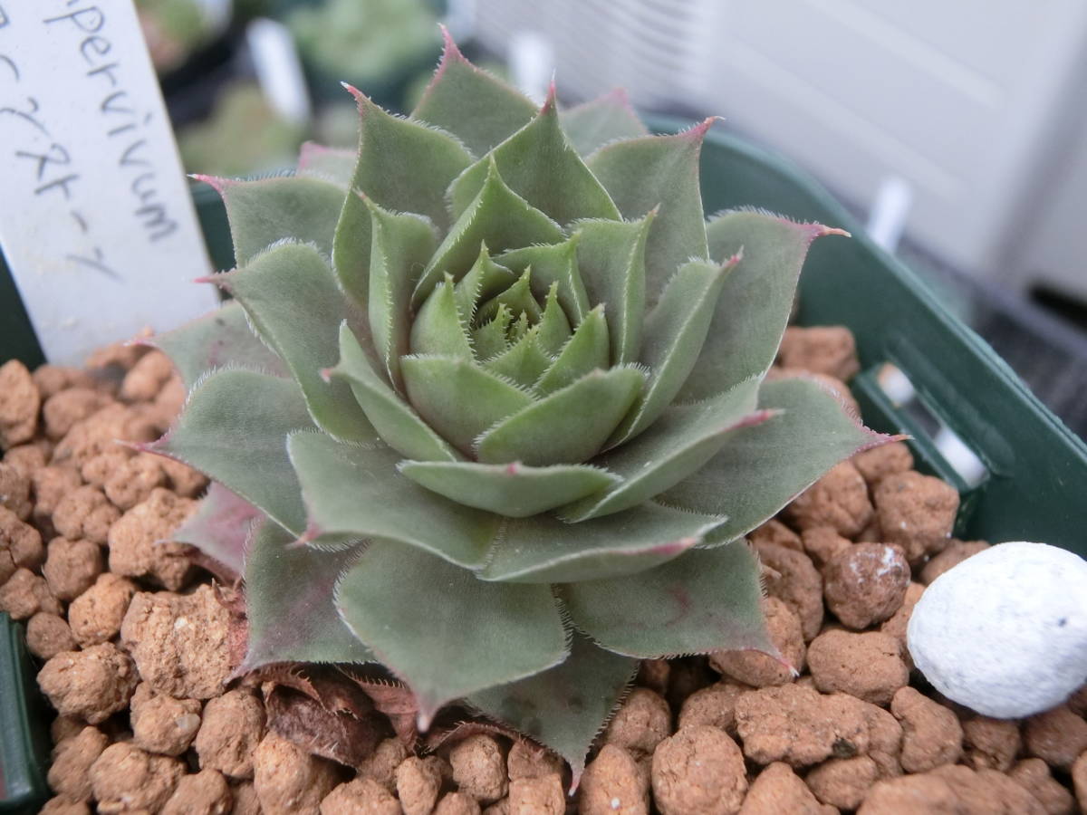 センペル コーンストーン Sempervivum センペルビウム 3点以上 第4種