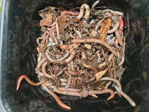 餌 ミミズの平均価格は2 174円 ヤフオク 等の餌 ミミズのオークション売買情報は91件が掲載されています