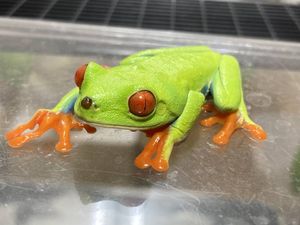 アマガエルのヤフオク の相場 価格を見る ヤフオク のアマガエルのオークション売買情報は316件が掲載されています