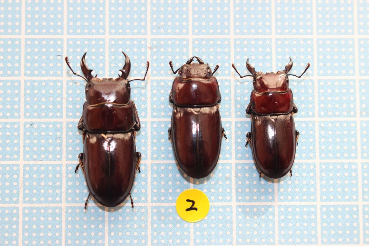 ☆ダイトウヒラタクワガタ（南大東島） ♂2頭（36mm・28mm）＋ 
