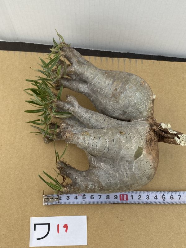パキポディウムグラキリス　塊根植物　現地株　発根済 グラキリス パキポディウム S 「塊根植物」パキポディウム 抜き苗発根
