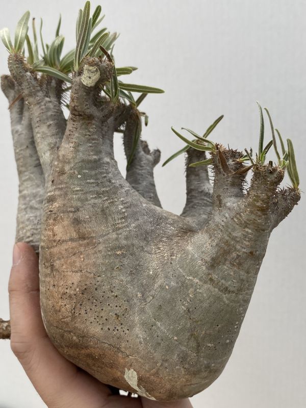 グラキリス パキポディウム S 「塊根植物」パキポディウム 抜き苗発根