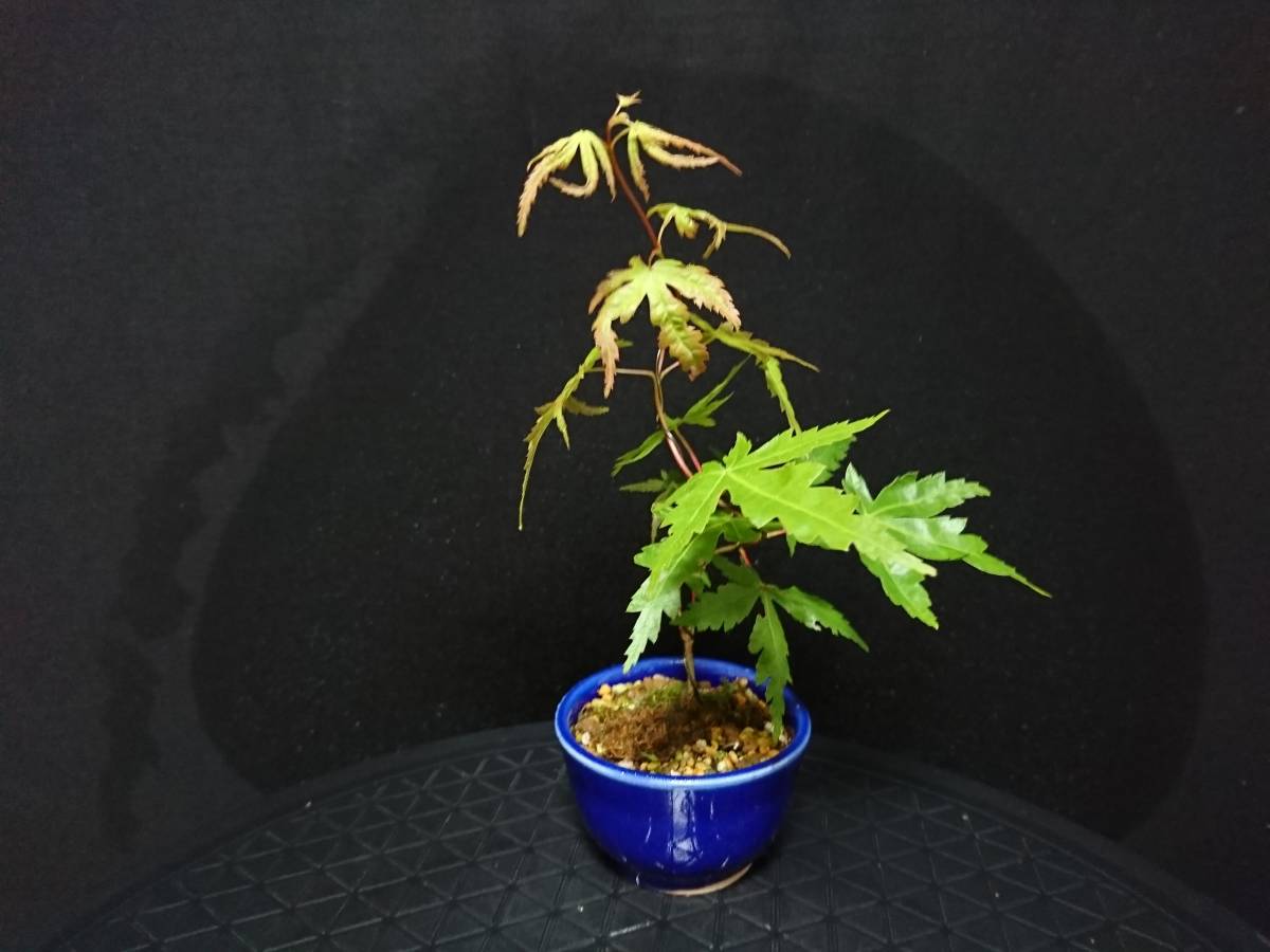 ビャクシン 紅葉 珊瑚閣 モミジ サンゴカク 小品盆栽 ミニ盆栽 もみじ盆栽 優良素材 No１２４ ６ 盆栽 売買されたオークション情報 Yahooの商品情報をアーカイブ公開 オークファン Aucfan Com