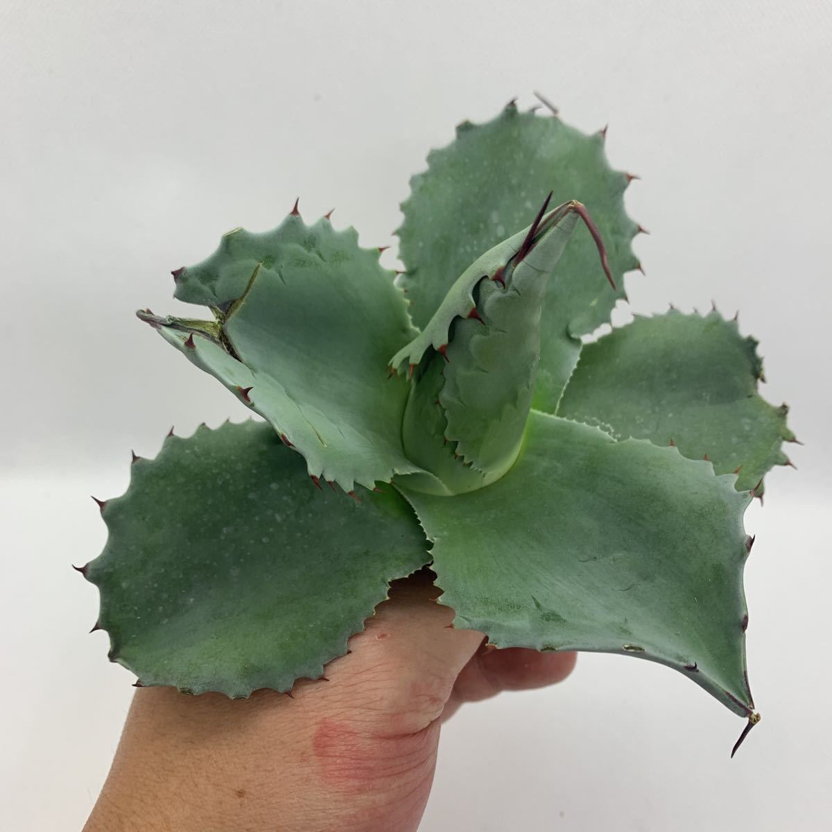 アガベ オバティフォリア ドワーフ Agave ovatifolia dwarf 2 【公式通販】