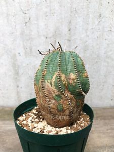 や*わ様 B15565★オークション販売★ユーフォルビア オベサ 選抜極上モンス 2025年最新】Yahoo!オークション -ユーフォルビア オベサ(観葉植物)の