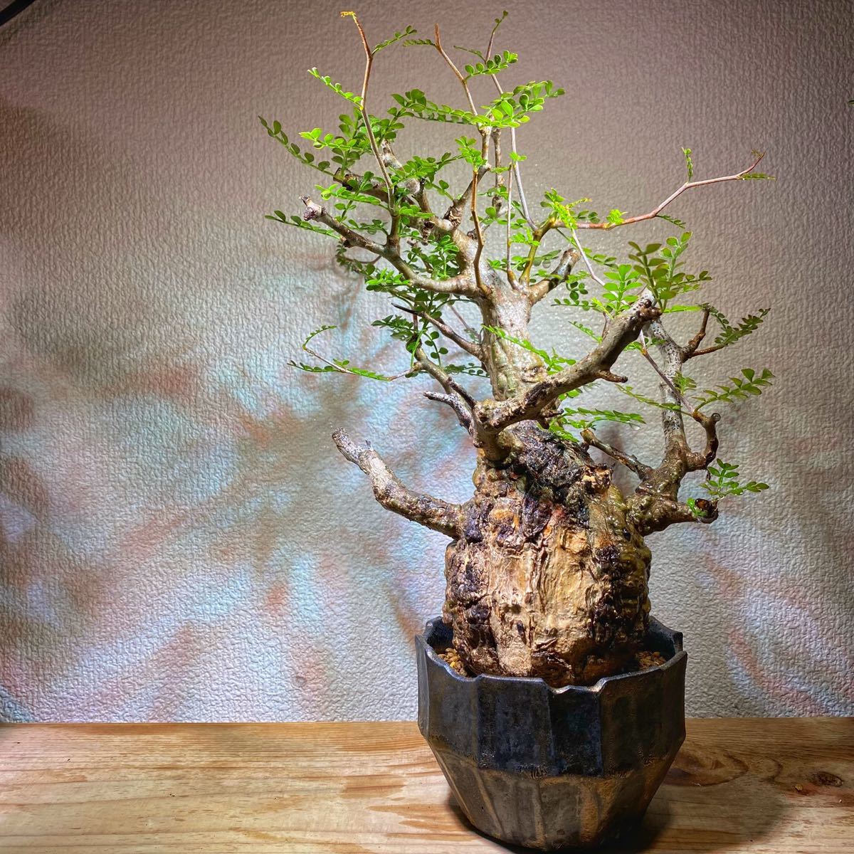 奇形】現品オペルクリカリア・パキプス実生 高さ38cm 観葉植物 奇形