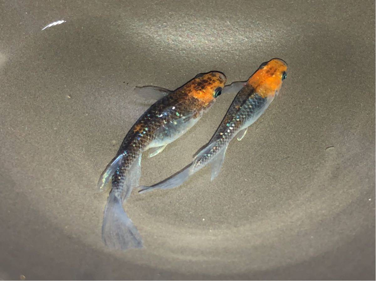 恵妃めだか 華蓮 ヒレ長 稚魚 匹 A 出品 ブラックリム メダカ めだか 売買されたオークション情報 Yahooの商品情報をアーカイブ公開 オークファン Aucfan Com