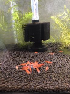 赤いミナミヌマエビ 稚エビ匹 A 赤ミナミヌマエビ えび シュリンプ メダカ ビオトープ 熱帯魚 ヌマエビ 売買されたオークション情報 Yahooの商品情報をアーカイブ公開 オークファン Aucfan Com