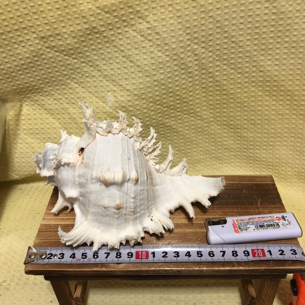 Yk 1908 天狗貝 テングガイ アクキガイ科 長さ 約17cm 重さ 約347g 沖縄 海 インテリア オブジェ 貝 貝殻 科学 自然 売買されたオークション情報 Yahooの商品情報をアーカイブ公開 オークファン Aucfan Com