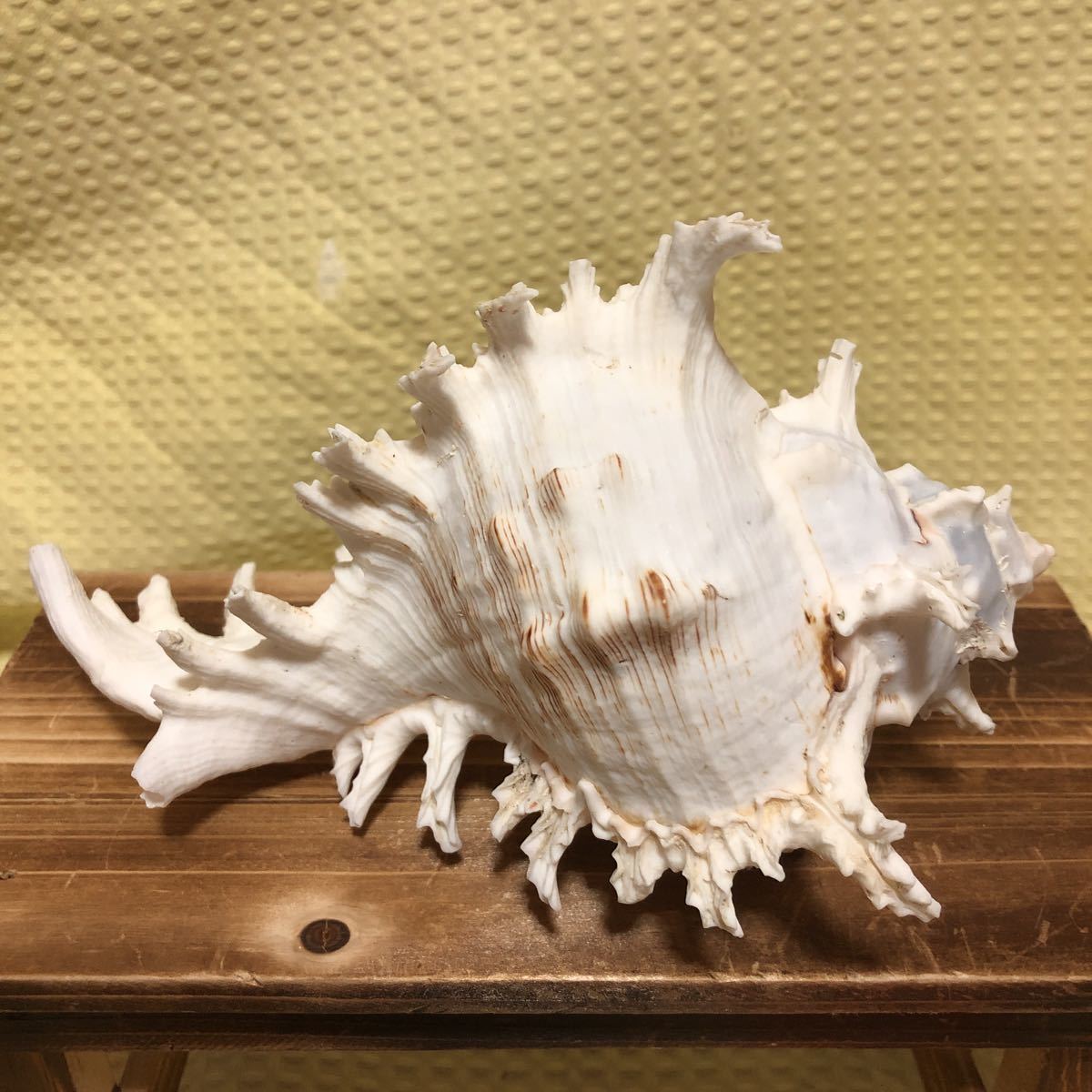 Yk 1908 天狗貝 テングガイ アクキガイ科 長さ 約17cm 重さ 約347g 沖縄 海 インテリア オブジェ 貝 貝殻 科学 自然 売買されたオークション情報 Yahooの商品情報をアーカイブ公開 オークファン Aucfan Com