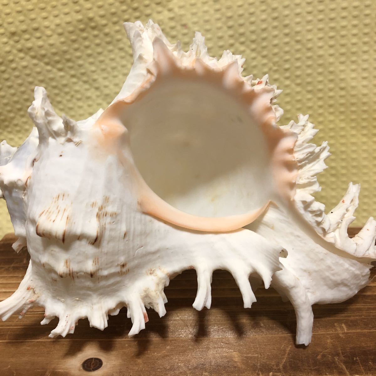 Yk 1908 天狗貝 テングガイ アクキガイ科 長さ 約17cm 重さ 約347g 沖縄 海 インテリア オブジェ 貝 貝殻 科学 自然 売買されたオークション情報 Yahooの商品情報をアーカイブ公開 オークファン Aucfan Com