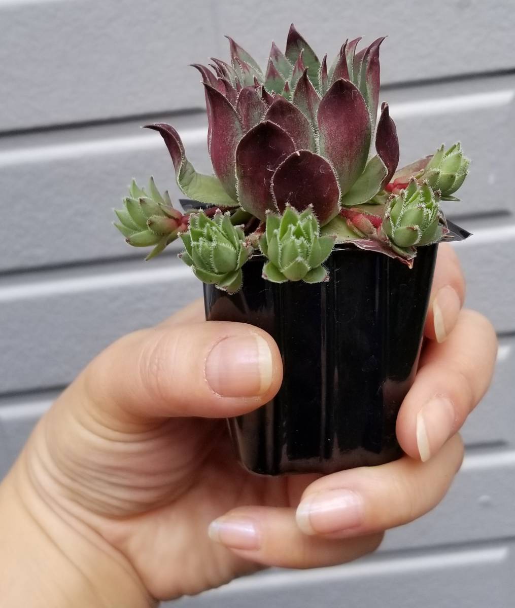 センペルビウム ビトム Sempervivum 多肉植物 センペル 苗 カット 観葉植物 売買されたオークション情報 Yahooの商品情報をアーカイブ公開 オークファン Aucfan Com