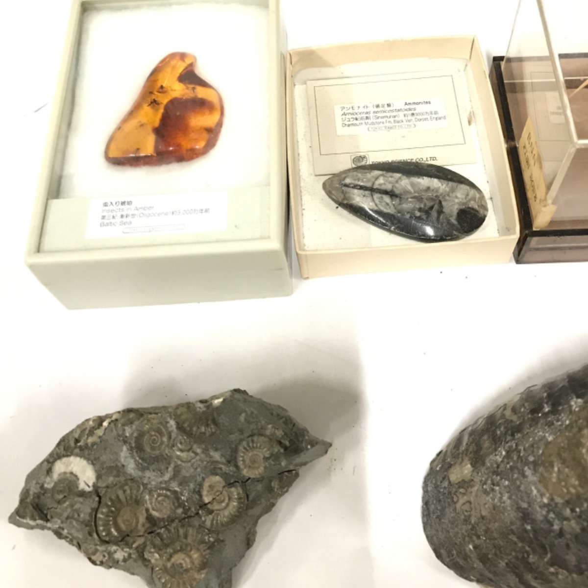 化石 三葉虫 腹足類 巻き貝 海藻 アンモナイト 海ゆり 四放 二枚貝 鮫の歯 他 虫入り琥珀 等 まとめセット 化石 売買されたオークション情報 Yahooの商品情報をアーカイブ公開 オークファン Aucfan Com