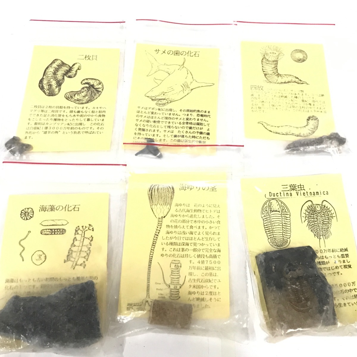 化石 三葉虫 腹足類 巻き貝 海藻 アンモナイト 海ゆり 四放 二枚貝 鮫の歯 他 虫入り琥珀 等 まとめセット 化石 売買されたオークション情報 Yahooの商品情報をアーカイブ公開 オークファン Aucfan Com