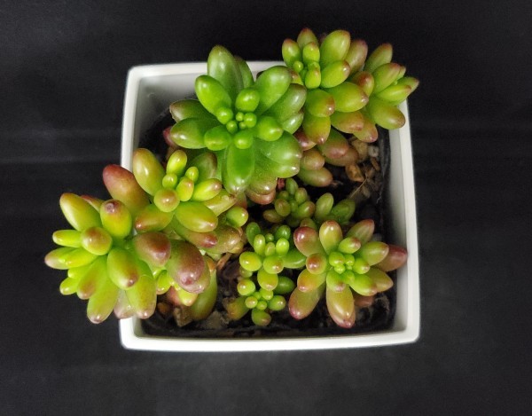 多肉植物 セダム属 虹の玉 B サボテン 売買されたオークション情報 Yahooの商品情報をアーカイブ公開 オークファン Aucfan Com