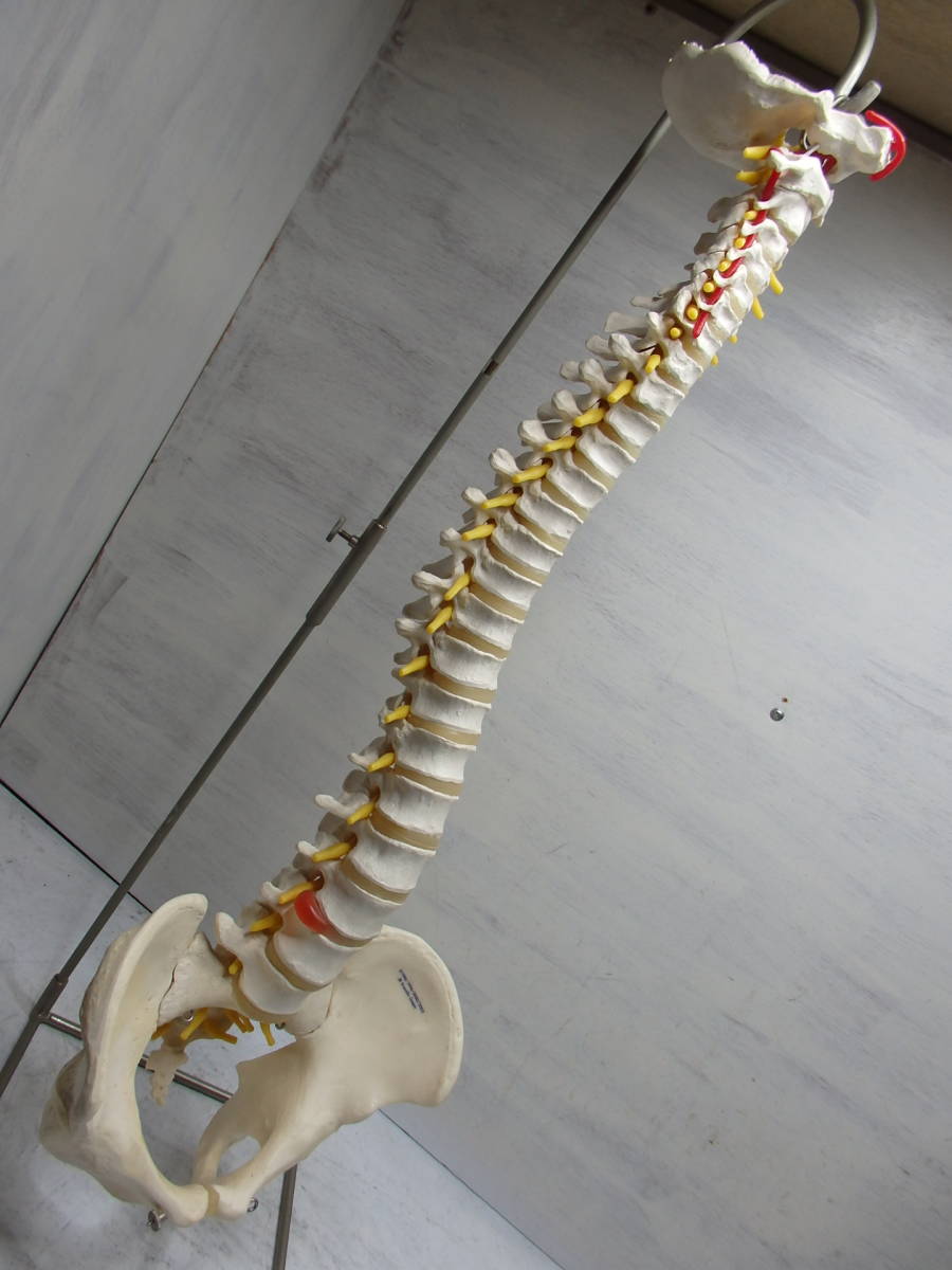 ◆人体模型◆骨格標本 脊椎 台付き 3B Scientific Gmbh サイエンティフィック 全長80cm_1