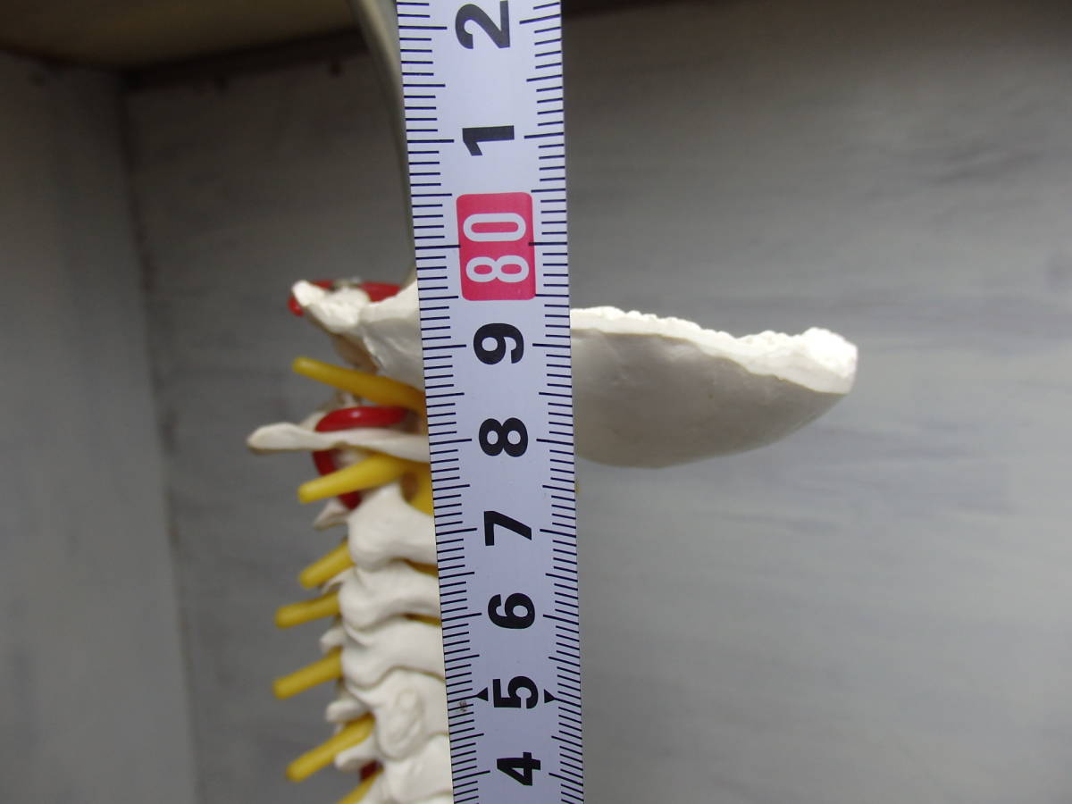 ◆人体模型◆骨格標本 脊椎 台付き 3B Scientific Gmbh サイエンティフィック 全長80cm_10