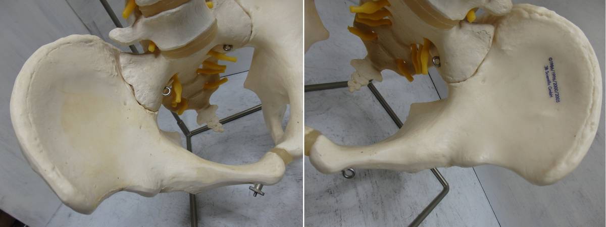 ◆人体模型◆骨格標本 脊椎 台付き 3B Scientific Gmbh サイエンティフィック 全長80cm_2