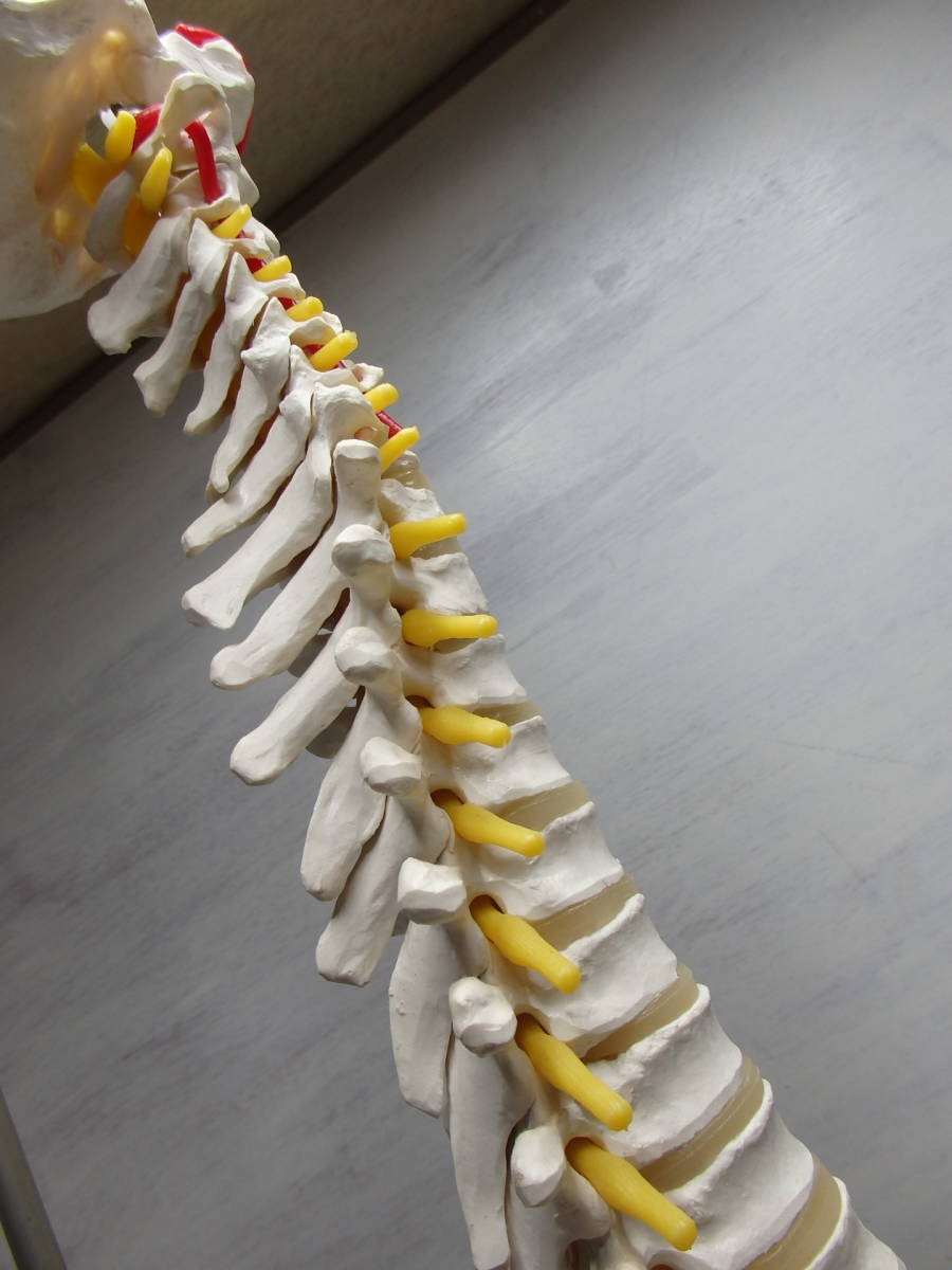 ◆人体模型◆骨格標本 脊椎 台付き 3B Scientific Gmbh サイエンティフィック 全長80cm_5